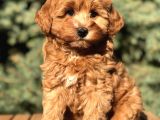 Orjinal Red Brown Maltıpoo