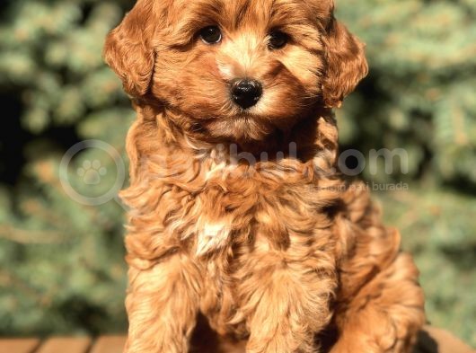 Orjinal Red Brown Maltıpoo