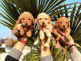 Mükemmel Kalitede Renk Renk Toy Poodle Yavrularımız