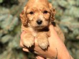 Birbirinden Güzel Xs Maltıpoo Yavrularımız
