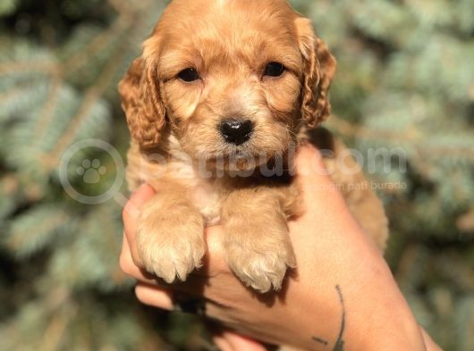 Birbirinden Güzel Xs Maltıpoo Yavrularımız görsel