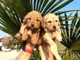 Mükemmel Kalitede Renk Renk Toy Poodle Yavrularımız