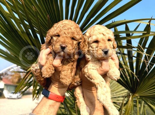 Mükemmel Kalitede Renk Renk Toy Poodle Yavrularımız görsel