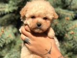 Xs Latte Maltipoo
