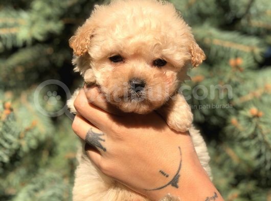 Xs Latte Maltipoo görsel