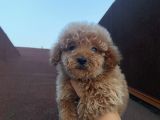Çocuklarınıza En Iyi Arkadaş Poodle Bebekler