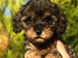 Phantom Toy Poodle