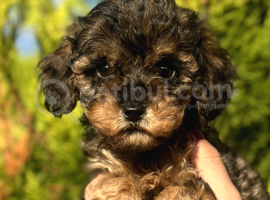 Phantom Toy Poodle