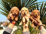 Mükemmel Kalitede Renk Renk Toy Poodle Yavrularımız