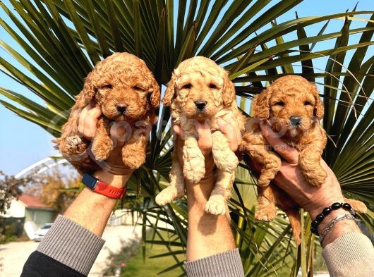 Mükemmel Kalitede Renk Renk Toy Poodle Yavrularımız görsel
