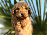 Mükemmel Kalitede Renk Renk Toy Poodle Yavrularımız