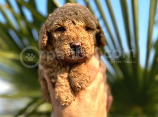 Mükemmel Kalitede Renk Renk Toy Poodle Yavrularımız görsel