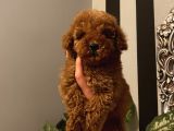 Birbirinden Sevimli Poodle Yavrularımız