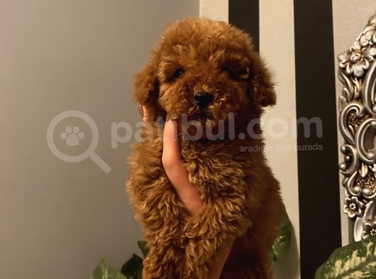 Birbirinden Sevimli Poodle Yavrularımız görsel