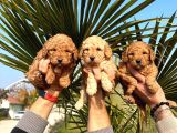 Mükemmel Kalitede Renk Renk Toy Poodle Yavrularımız
