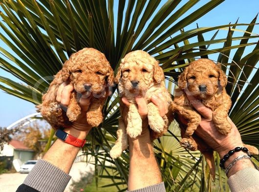 Mükemmel Kalitede Renk Renk Toy Poodle Yavrularımız görsel