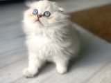 Scotish Blue Point Longhair