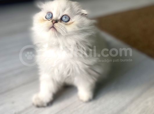 Scotish Blue Point Longhair