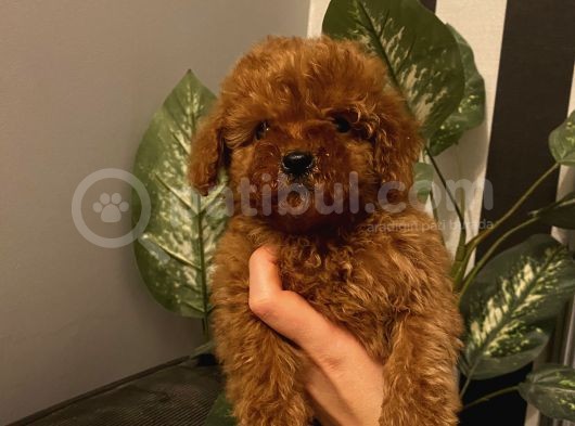 Birbirinden Sevimli Poodle Yavrularımız görsel