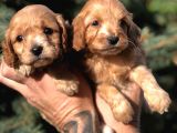 Birbirinden Güzel Xs Maltıpoo Yavrularımız