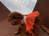 Birbirinden Sevimli Poodle Yavrularımız
