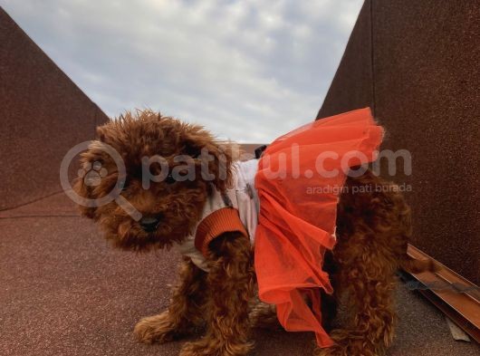 Birbirinden Sevimli Poodle Yavrularımız görsel