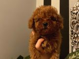 Sağlık Ve Irk Garantili Poodle Bebekler