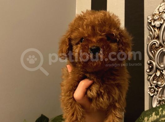 Sağlık Ve Irk Garantili Poodle Bebekler görsel
