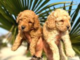 Mükemmel Kalitede Renk Renk Toy Poodle Yavrularımız