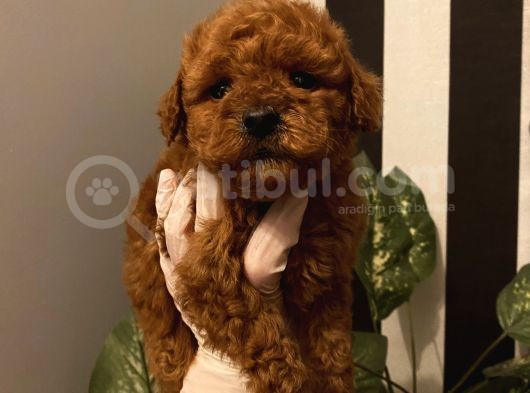 Muhteşem Kalite Poodle Bebekler görsel