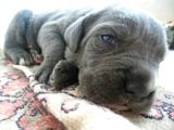 Saf-kan Cane Corso  Yavruları Burkem,den