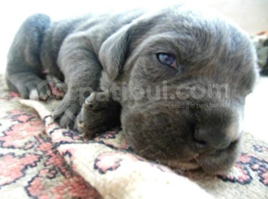 Saf-Kan Cane Corso  Yavruları Burkem,Den