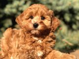 Orjinal Red Brown Maltıpoo