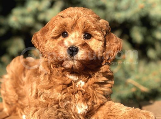 Orjinal Red Brown Maltıpoo görsel