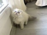 Scotish Blue Point Longhair