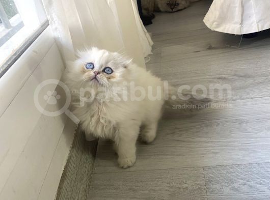 Scotish Blue Point Longhair görsel