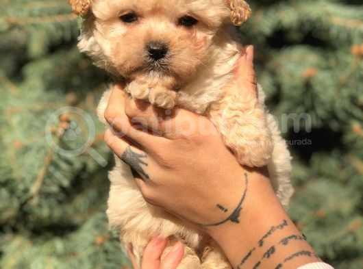 Xs Latte Maltipoo görsel