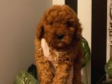 Muhteşem Kalite Poodle Bebekler