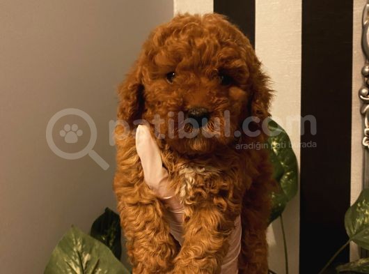 Muhteşem Kalite Poodle Bebekler görsel