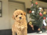 A Kali̇te Aşili Poodle Bebekler