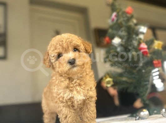 A Kali̇te Aşili Poodle Bebekler görsel