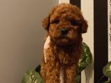 Muhteşem Kalite Poodle Bebekler