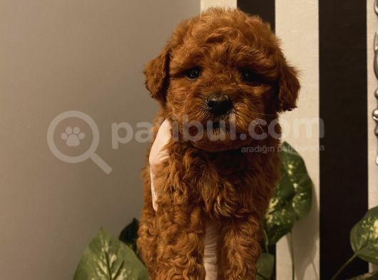 Muhteşem Kalite Poodle Bebekler görsel