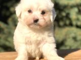 O Munara Morkie