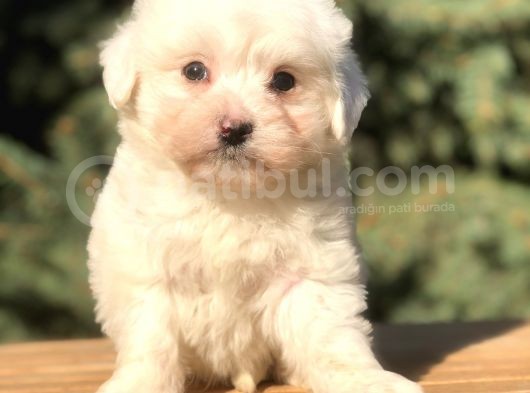 O Munara Morkie görsel
