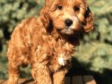 Red Brown Maltıpoo