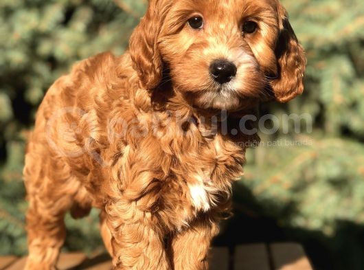 Red Brown Maltıpoo görsel