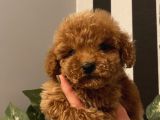 Çocuklarınıza En Iyi Arkadaş Poodle Bebekler