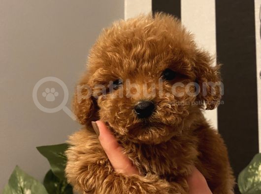 Çocuklarınıza En Iyi Arkadaş Poodle Bebekler görsel