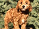Red Brown Maltıpoo